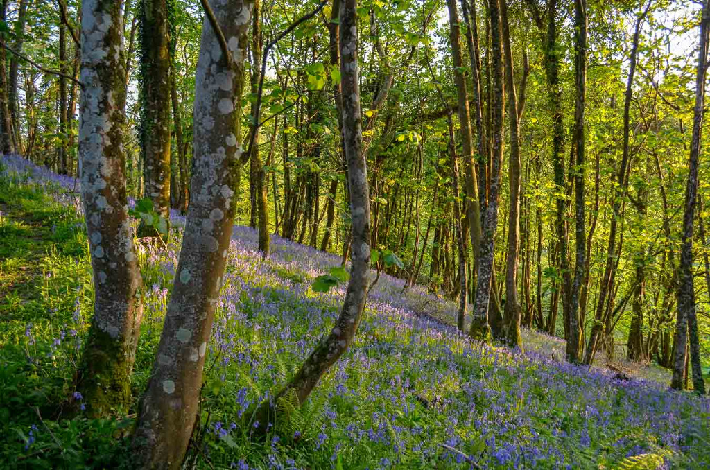 flear farm spring