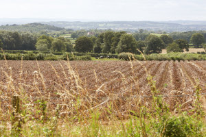 hollings hill farm