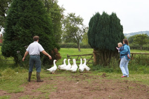 hollings hill farm