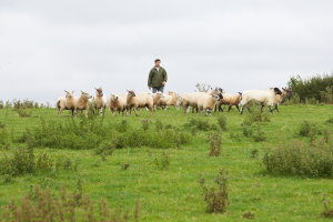 hollings hill farm